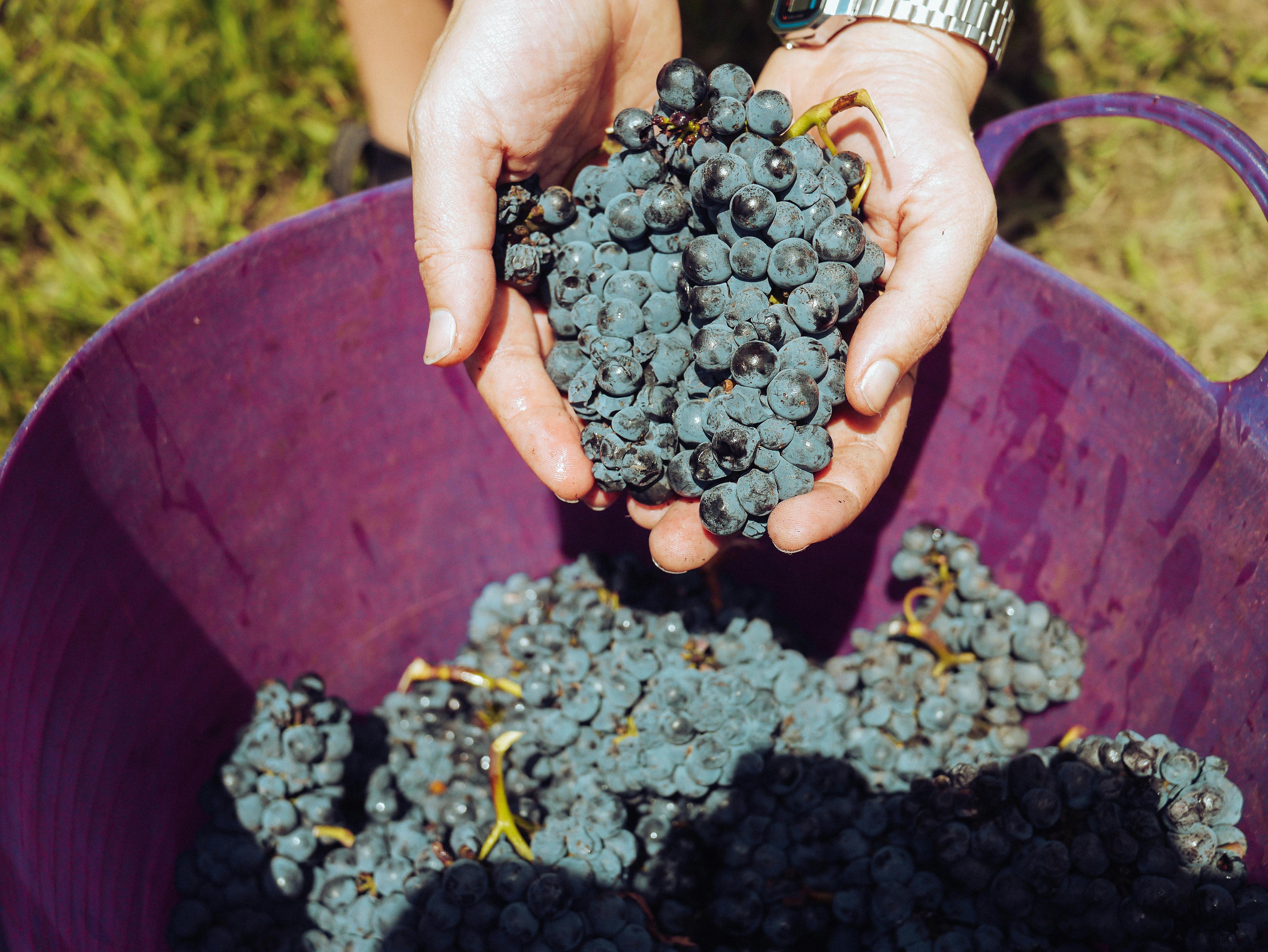 pexels-grape-things-3840334
